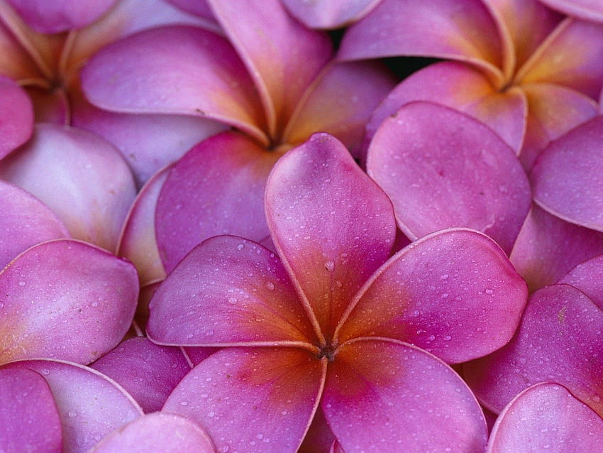Flowers Hawaii pink flowers plumeria, hawaiian plumeria flower HD wallpaper  | Pxfuel