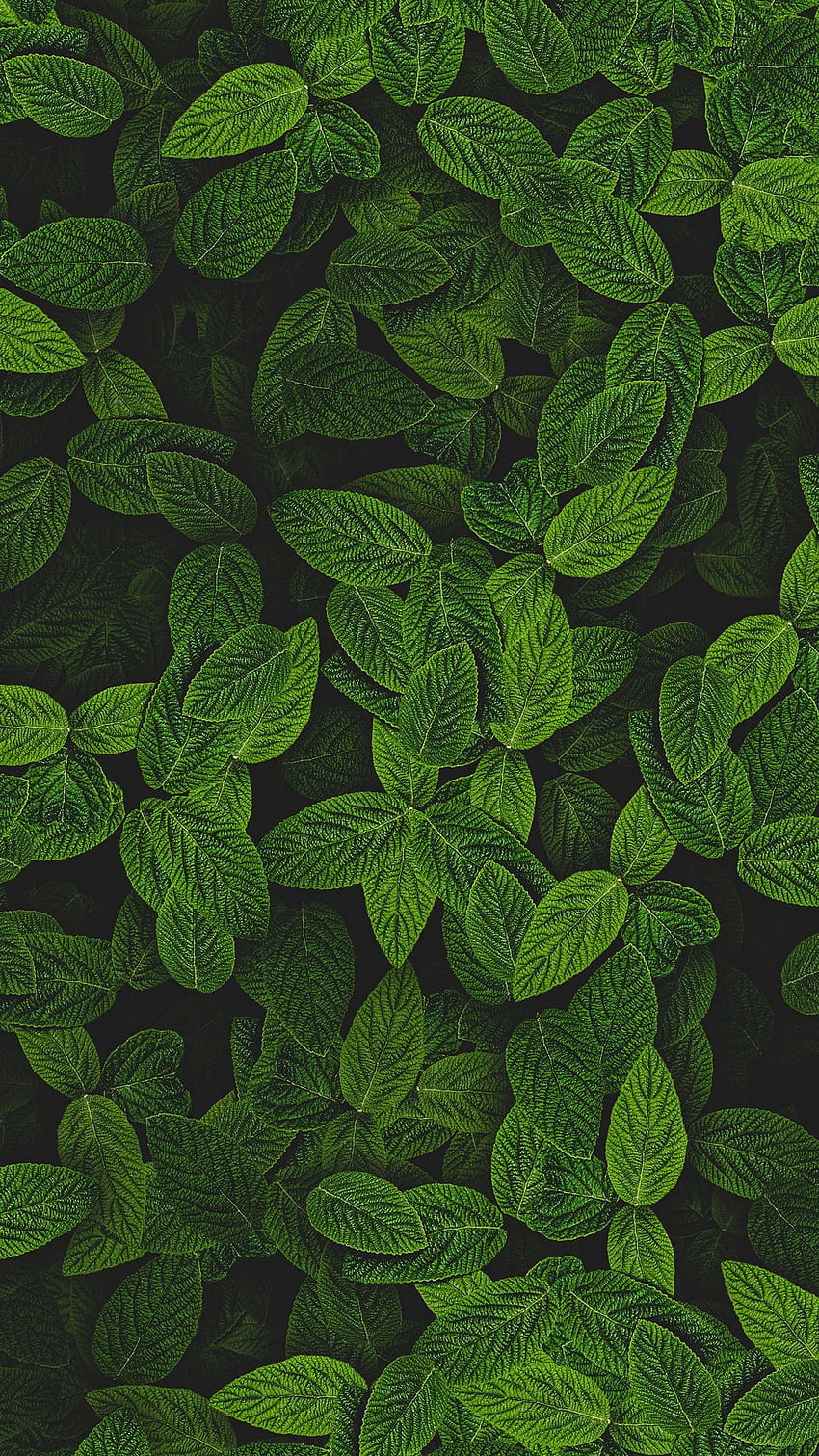 1350x2400 mint, leaves, plant, bushes iphone 8+/7+/6s+/ for parallax backgrounds, mint leaves HD phone wallpaper