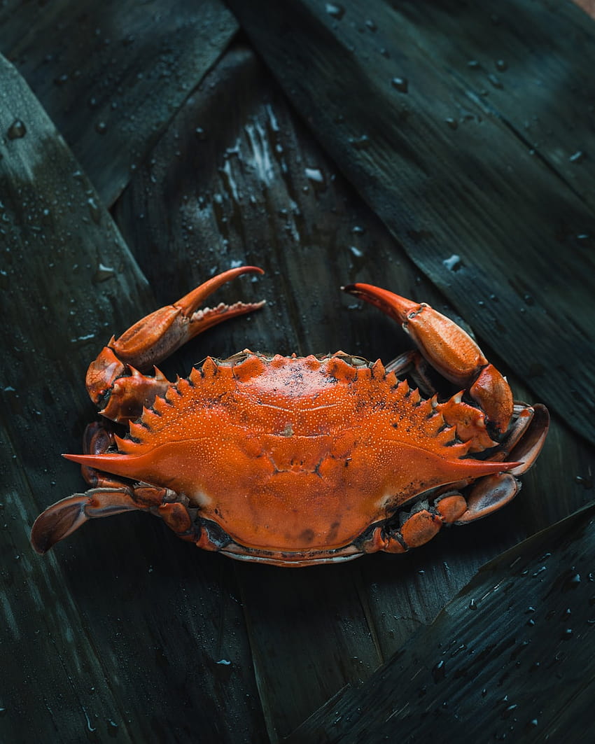 Beach Sand Crab #iPhone #7 #wallpaper | Iphone 6 wallpaper, Iphone 6 plus  wallpaper, Iphone wallpaper