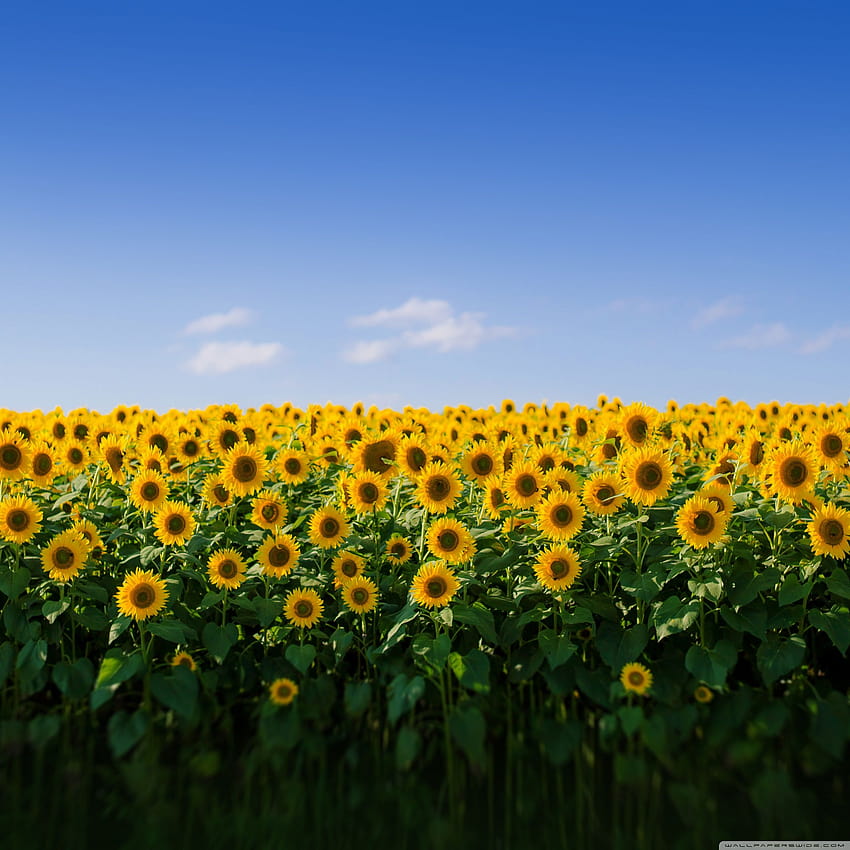 Sunflower Field Aesthetic Ultra Backgrounds, aesthetic field HD phone wallpaper