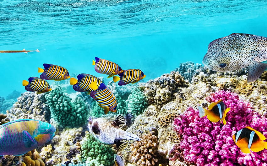 Rafa koralowa wysłana przez Johna Thompsona, wielka rafa koralowa Tapeta HD