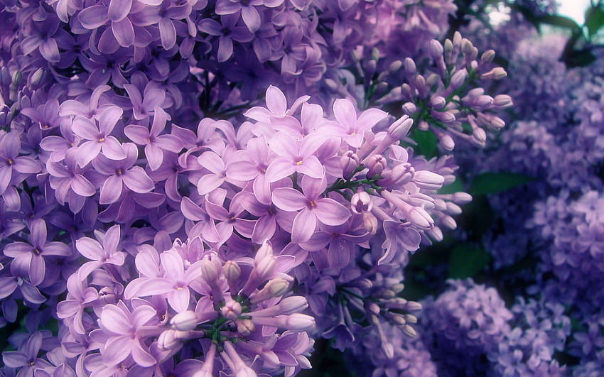 Ungu Lilac, lilas Wallpaper HD