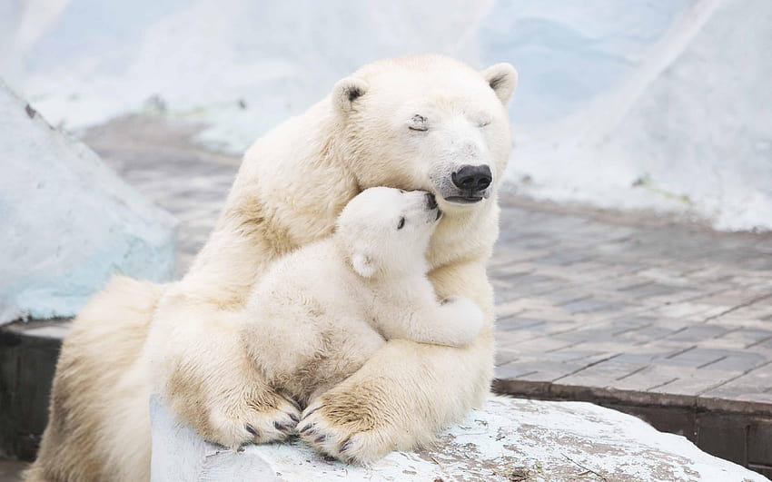 White polar bear carrying baby bear, cute baby polar bears HD wallpaper