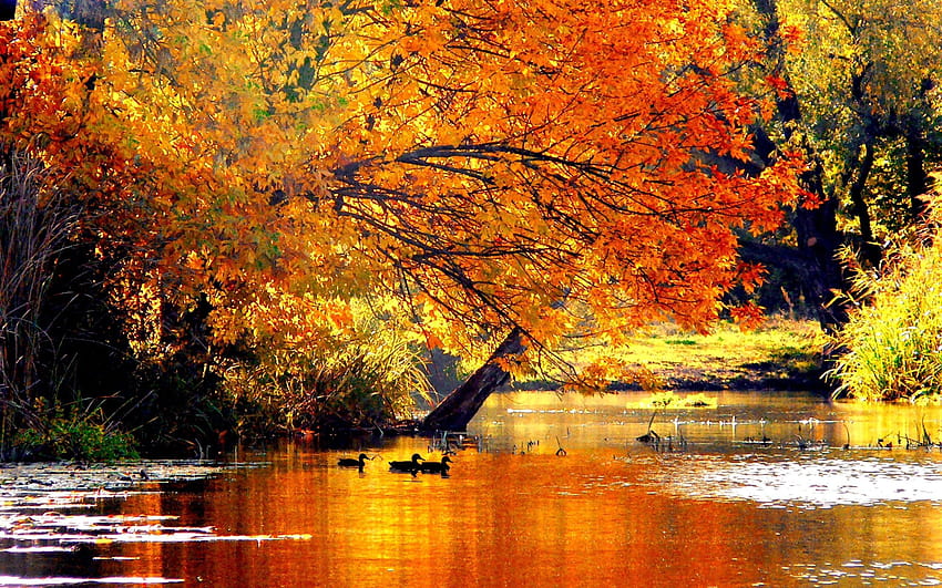 Autumn tale, autumn 2560x1600 HD wallpaper | Pxfuel