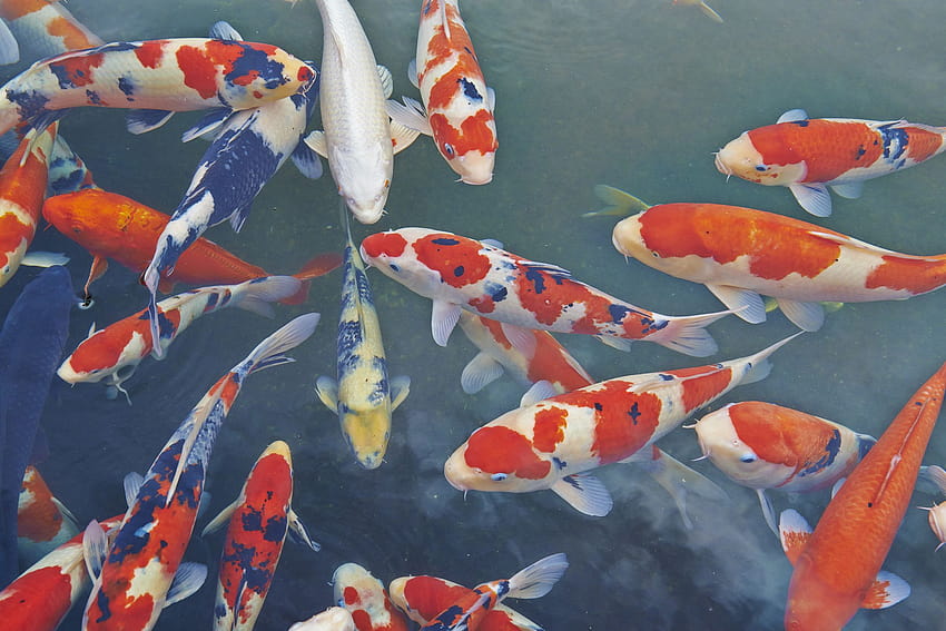 What Do Koi Fish Symbolize?, brightly colored fish HD wallpaper