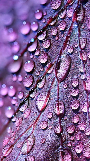 Water Drop On Leaves nature HD phone wallpaper  Peakpx