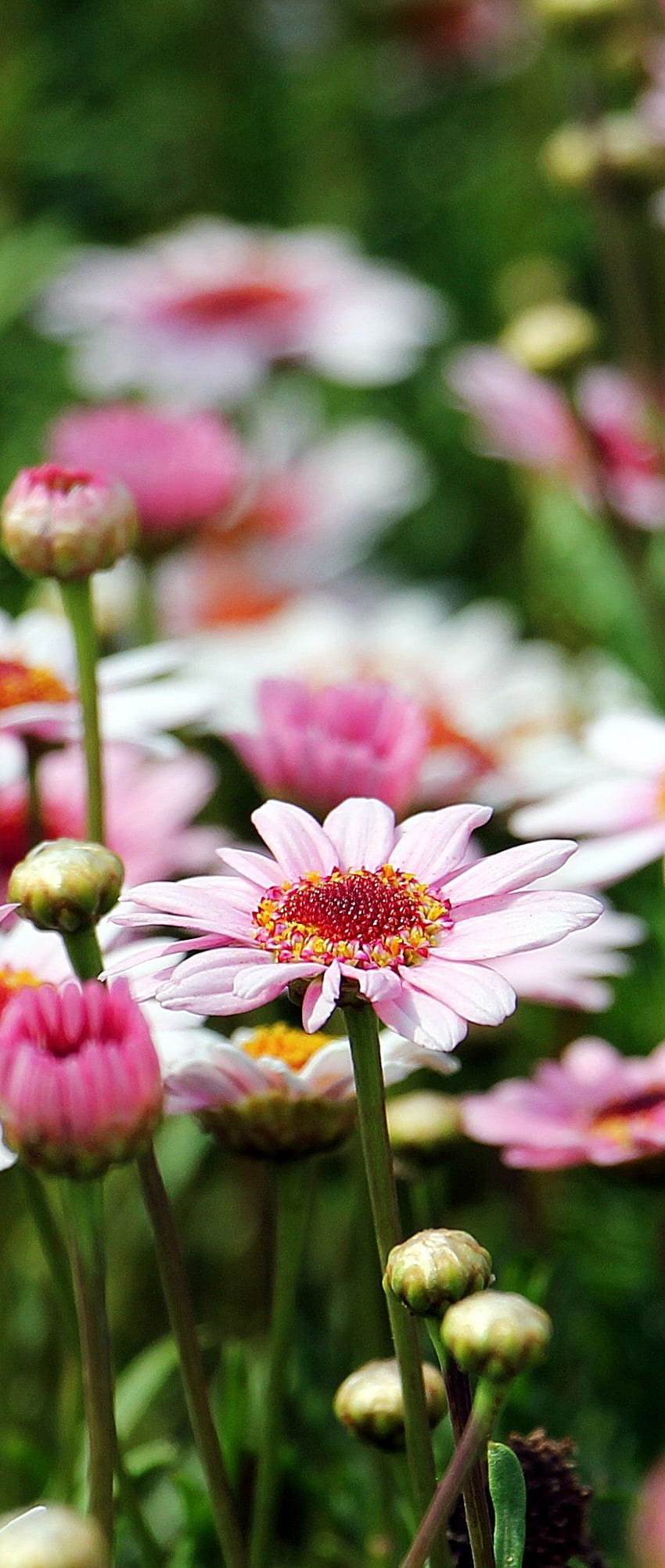 Bunga Daisy Pohon Marguerite, pancaran bunga aster wallpaper ponsel HD