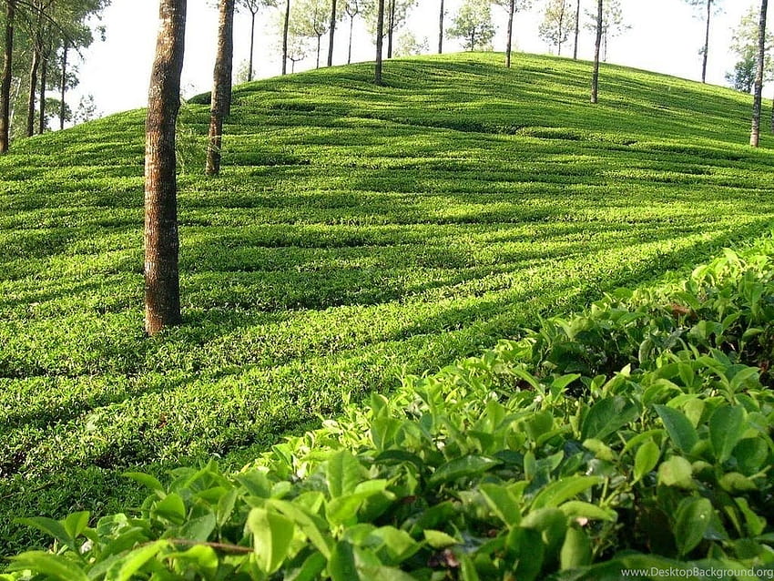 สวนชา พื้นหลัง Sylhet ไร่ชา วอลล์เปเปอร์ HD