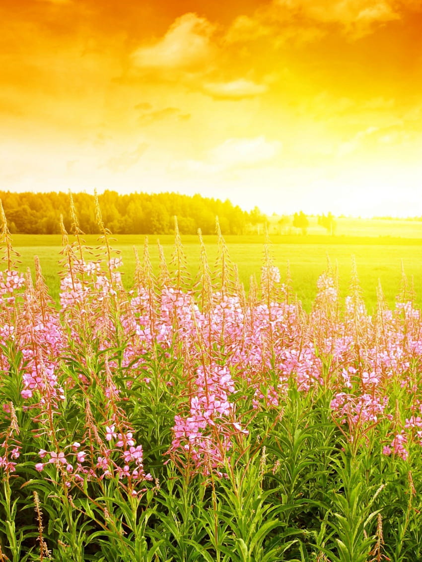 o nascer do sol brilhante da primavera desperta as flores da primavera [2560x1600] para o seu, celular e tablet, flores do nascer do sol da primavera Papel de parede de celular HD