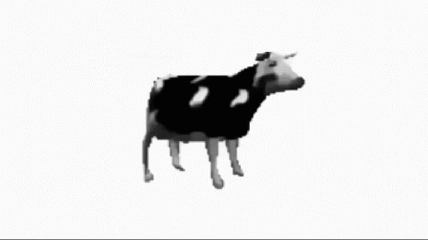 Polnische Kuh HD-Hintergrundbild