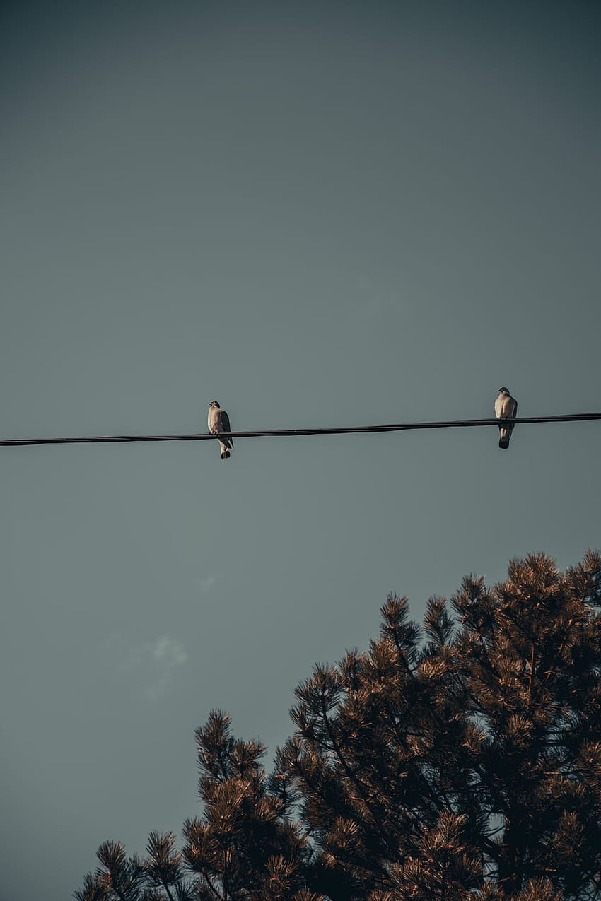 brown bird on black wire during daytime – Grey, two birds on wire HD phone wallpaper