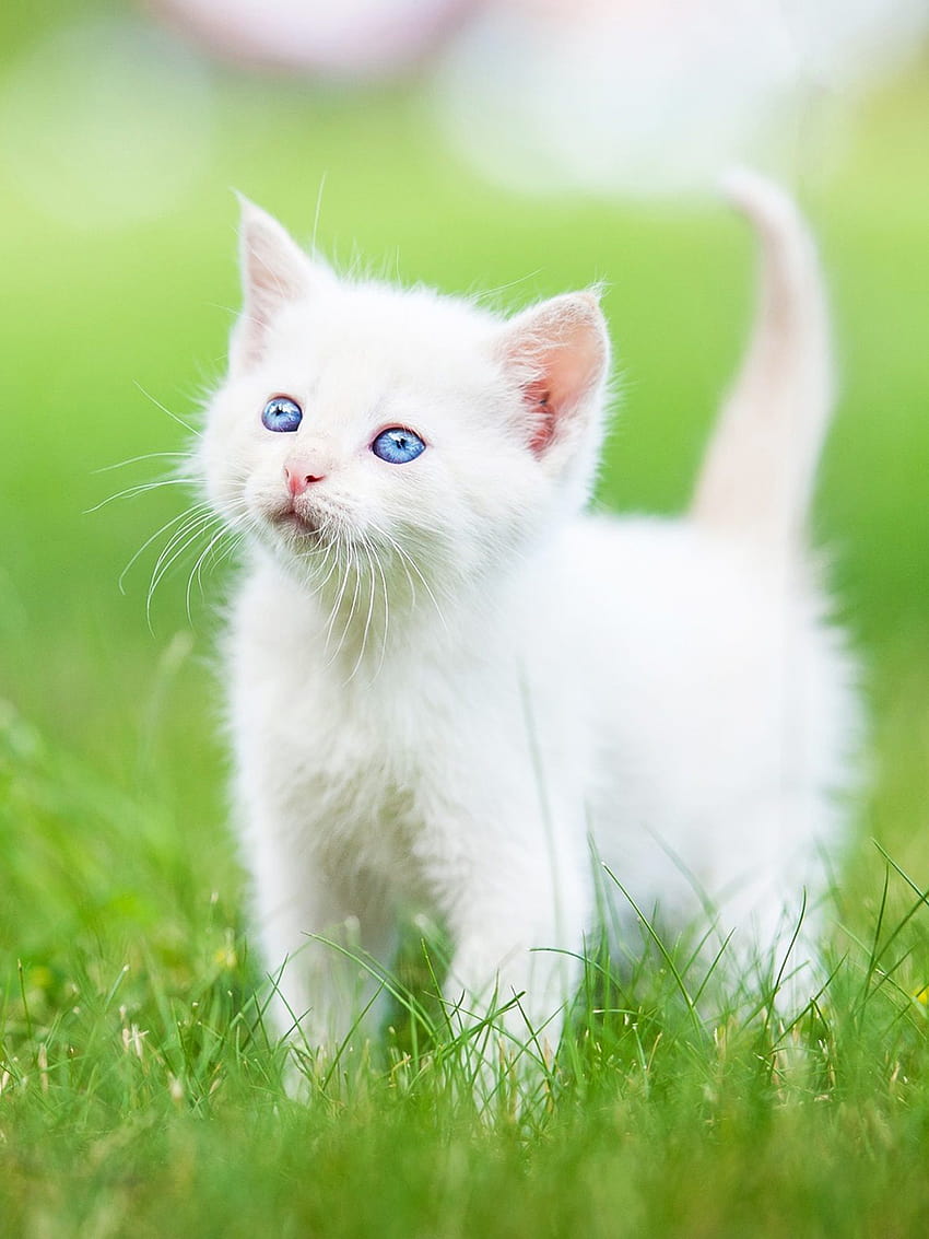 White Kitten on Dog, small cat HD phone wallpaper