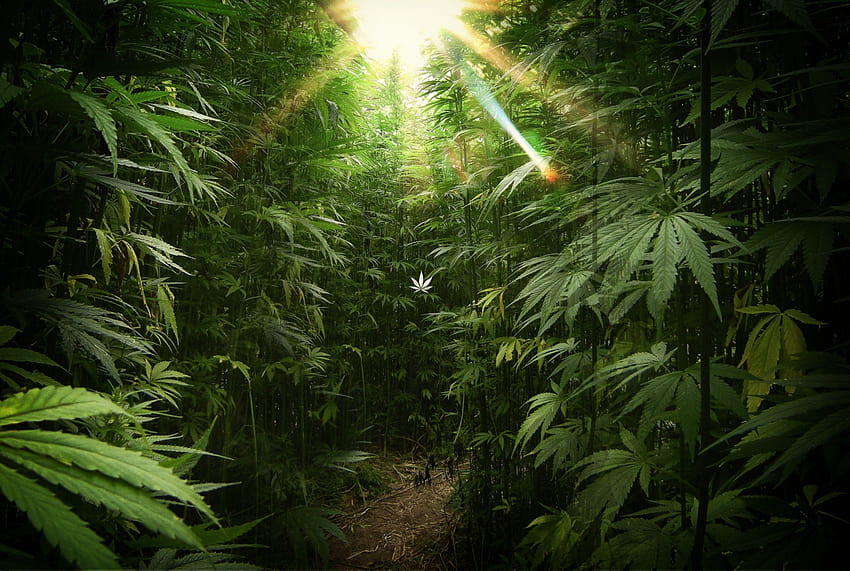 Cannabis: O vegetal mais importante do planeta, a maconha papel de parede HD