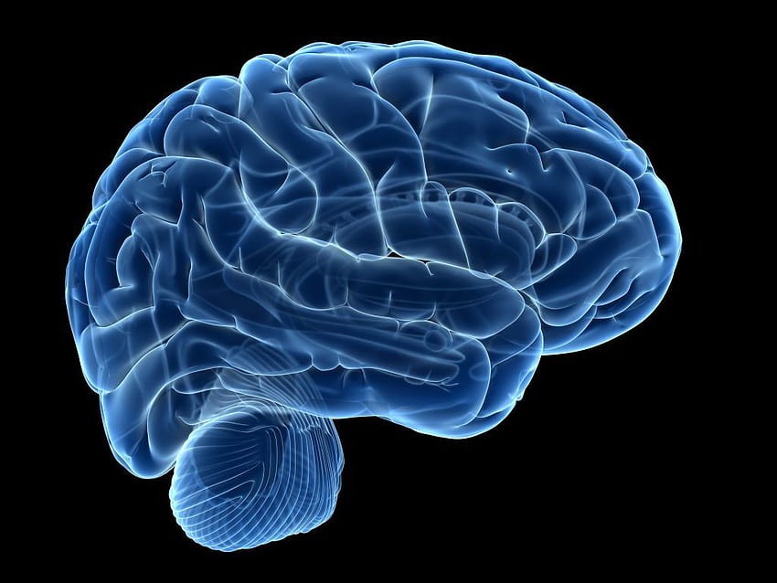 Human Brain 36893 HD wallpaper
