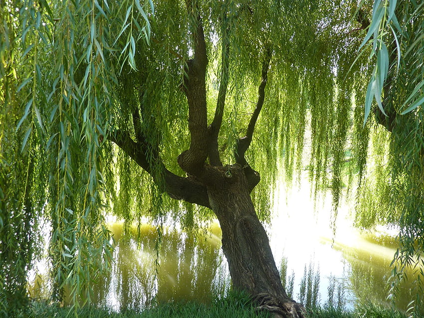 4 Weeping Willow Tree, weeping willow trees HD wallpaper