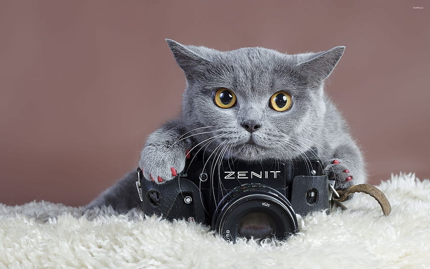 Kucing abu-abu dengan kamera Zenit Wallpaper HD