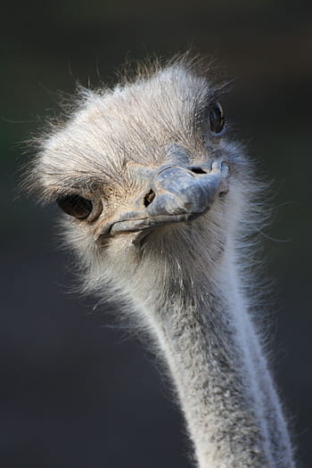 Ostrich  San Diego Zoo Animals & Plants