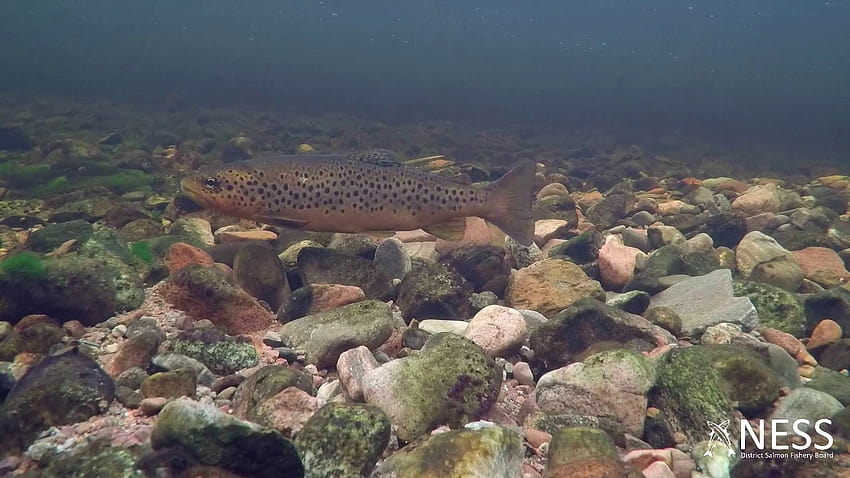 Sualtı Balık Videosu: Yabani Kahverengi Alabalık Benekli Desenleri HD duvar kağıdı