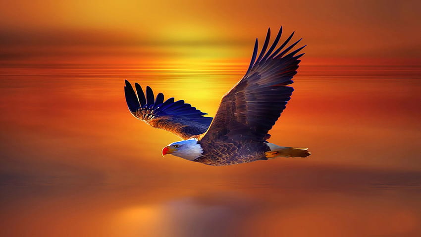 Hochauflösender fliegender Adler, Tierfliege HD-Hintergrundbild