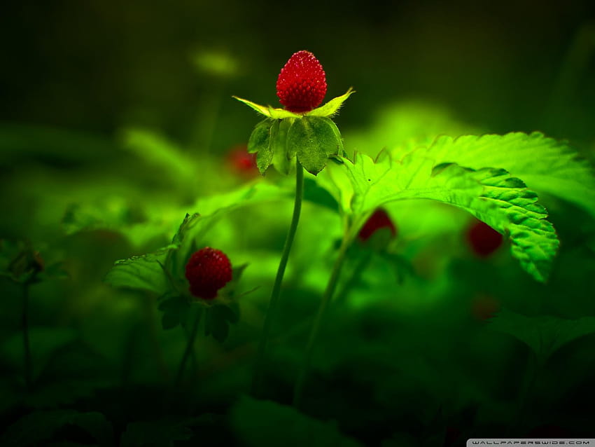 Red Forest Flowers ❤ for Ultra TV, strawberry flower HD wallpaper