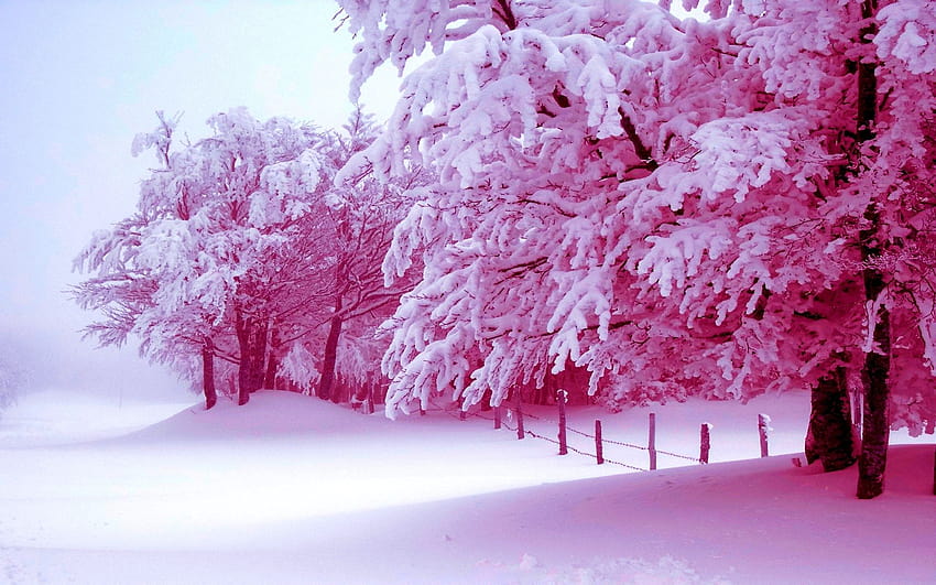 Winter Trees Backgrounds posted by Samantha Johnson, purple winter ...