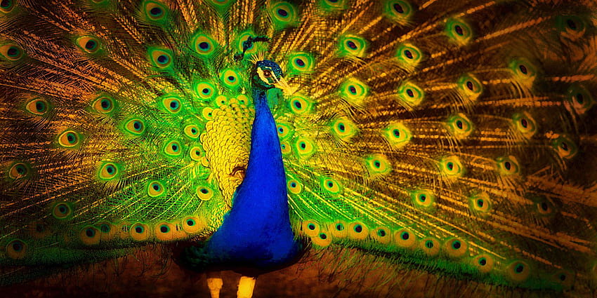 Zen Master Of Peacock Watching, most beautiful peacock HD wallpaper