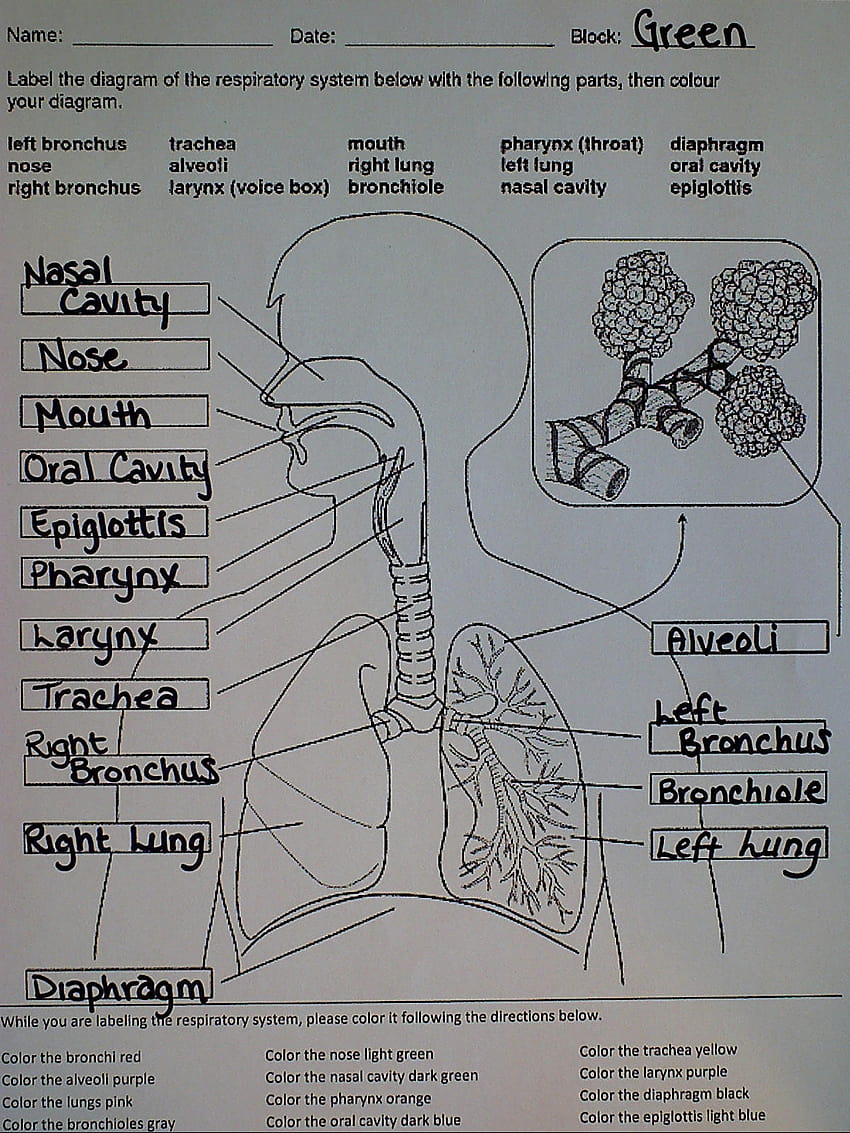 Narysuj i oznacz układ oddechowy człowieka Tapeta na telefon HD