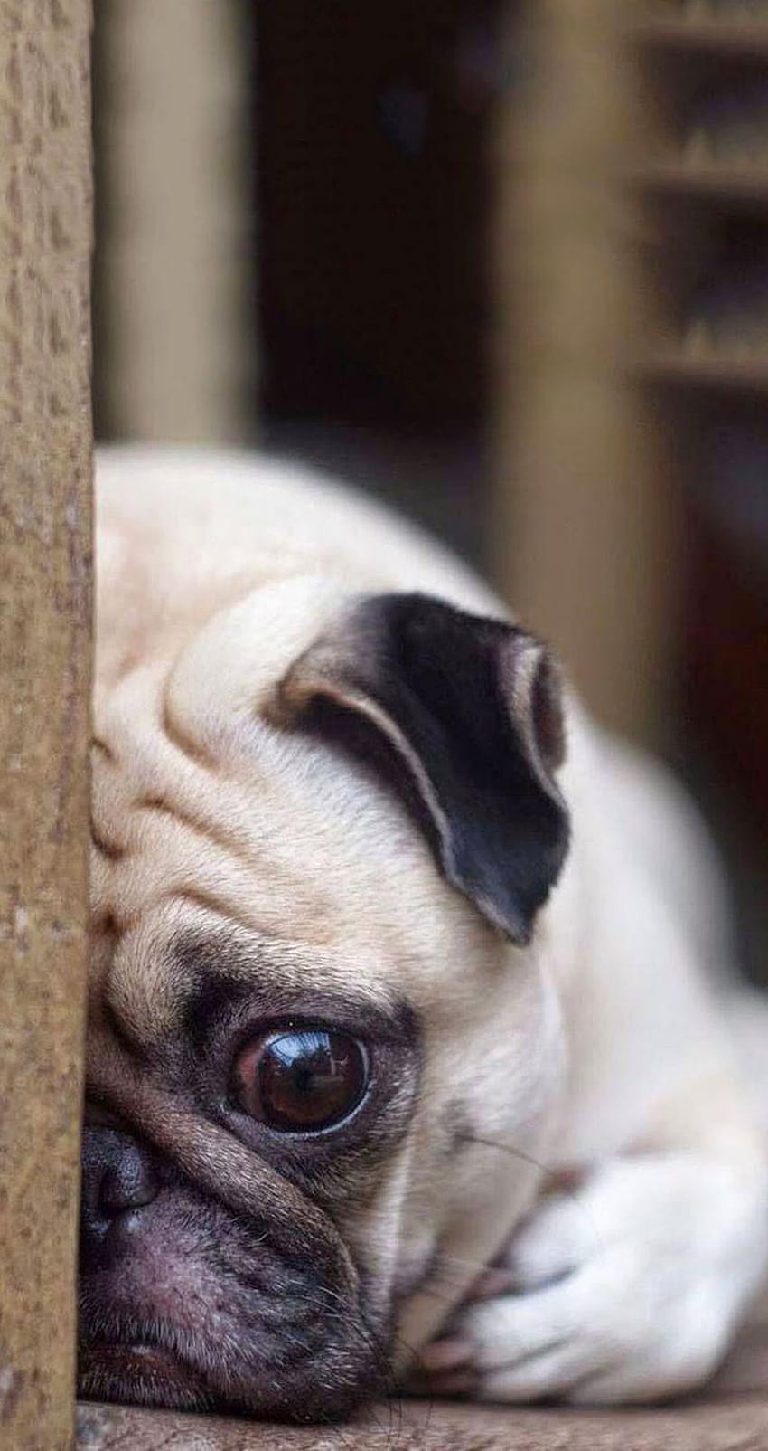 Tap For More Cute Pug Dog, cute pug iphone HD phone wallpaper | Pxfuel