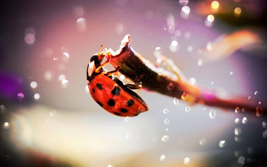 Ladybird Tag : Ladybug Twig graphy Ladybird Beetle HD wallpaper