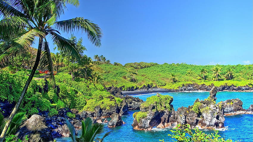 agua tropical bosque tropical hawaii isla de maui maui palmeras, cascada tropical fondo de pantalla