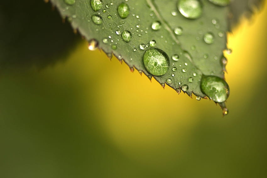 The meaning and symbolism of the word, morning dew on leaves HD wallpaper