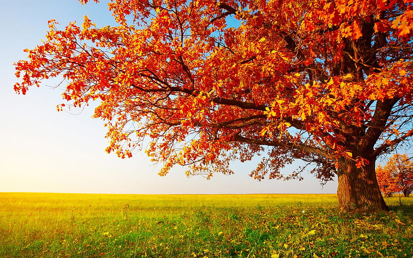 Autumn Tree Autumn Oak Tree Hd Wallpaper Pxfuel