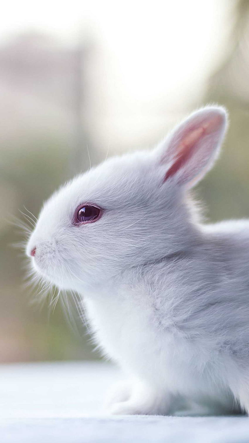 Rabbit, leporids HD phone wallpaper | Pxfuel
