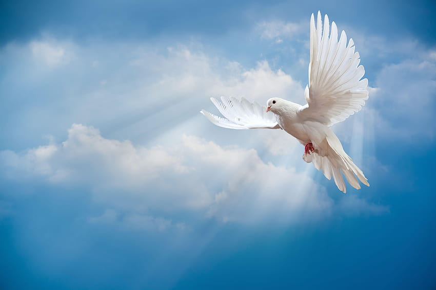 colomba, pace, cielo, piccione, bianco, raggi di sole, bianco, colombe bianche Sfondo HD