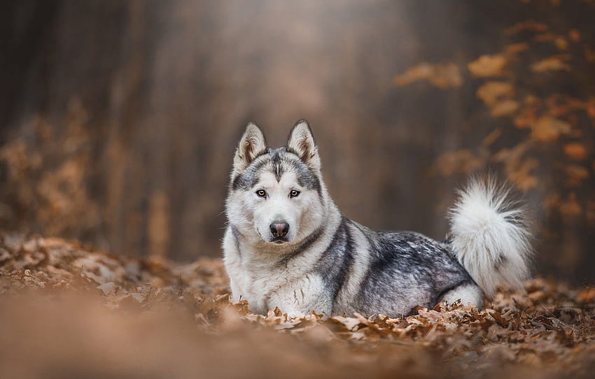 autumn, forest, look, leaves, trees, nature, pose, Park, background, foliage, dog, lies, husky, Malamute, blurred , section собаки, autumn husky HD wallpaper