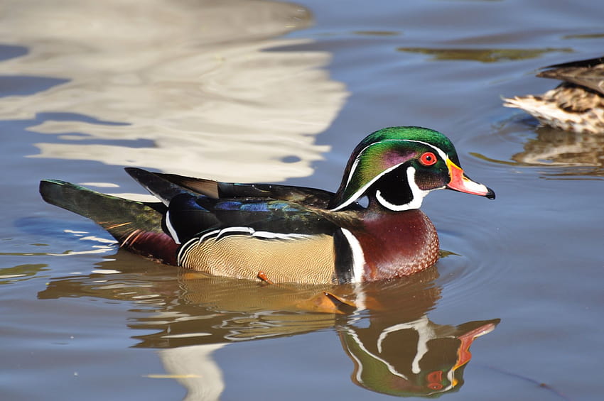 Mallard Ducks, mallard and wood duck HD wallpaper