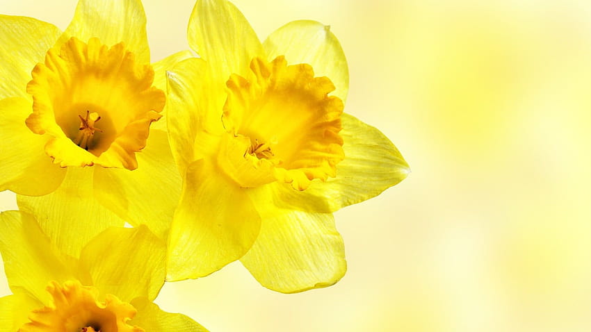 Yellow daffodil flowers, daffodils, flowers, yellow flowers, yellow daffodils flowers spring HD wallpaper