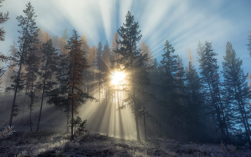 : Sun rays through forest trees 2880x1800 HD wallpaper