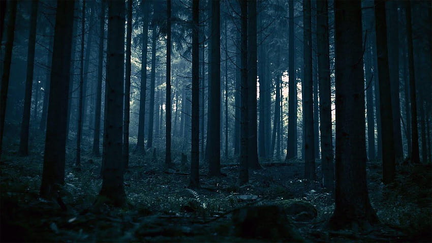 DARK FOREST, ambiance sombre Fond d'écran HD