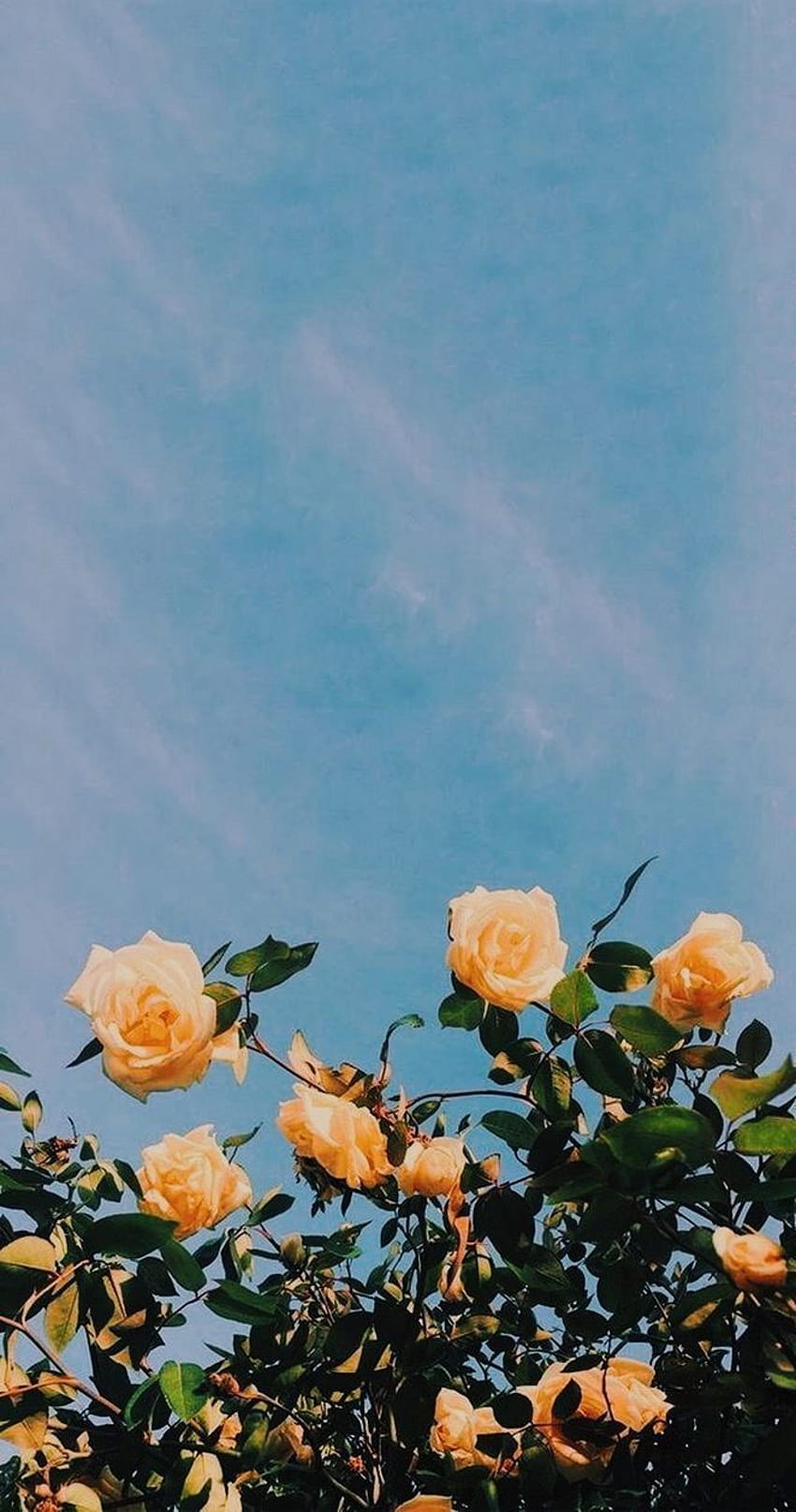 3 Fleur merveilleuse pour iPhone stil din nya, fleurs tumblr Fond d'écran de téléphone HD