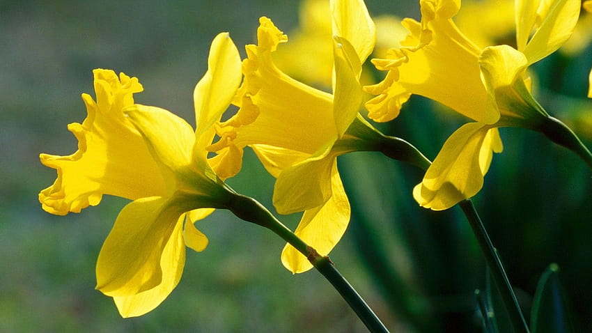 Flores Amarelas, Narciso, Narciso, Fundo, Uzmdfn papel de parede HD