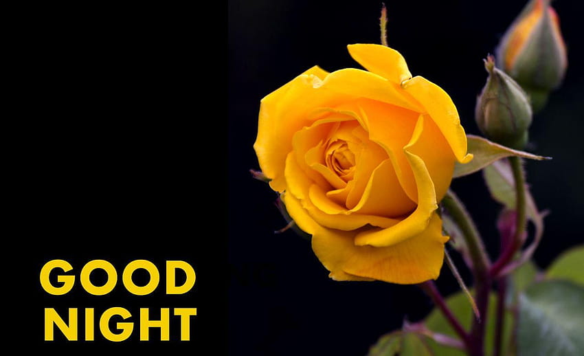 Gud Night, night rose HD wallpaper | Pxfuel