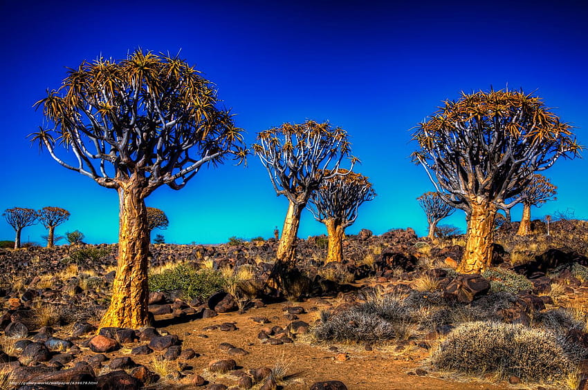 Kalahari, Quiver tree, field, landscape, quiver trees HD wallpaper