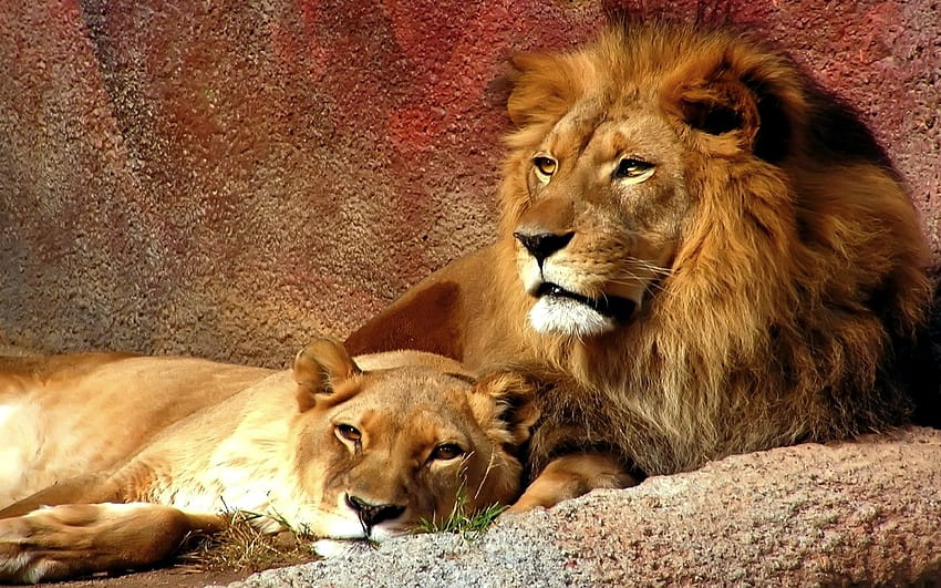 Leão e leoa amam Myspace para fixar [1920x1200] para seu , celular e tablet, amor de leão papel de parede HD
