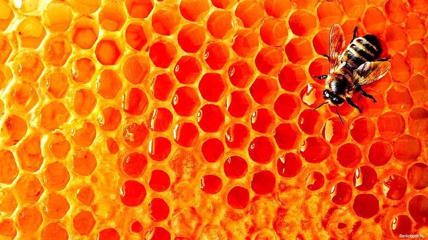 고품질의 최고의 꿀, 꿀 배경, 꿀벌 HD 월페이퍼