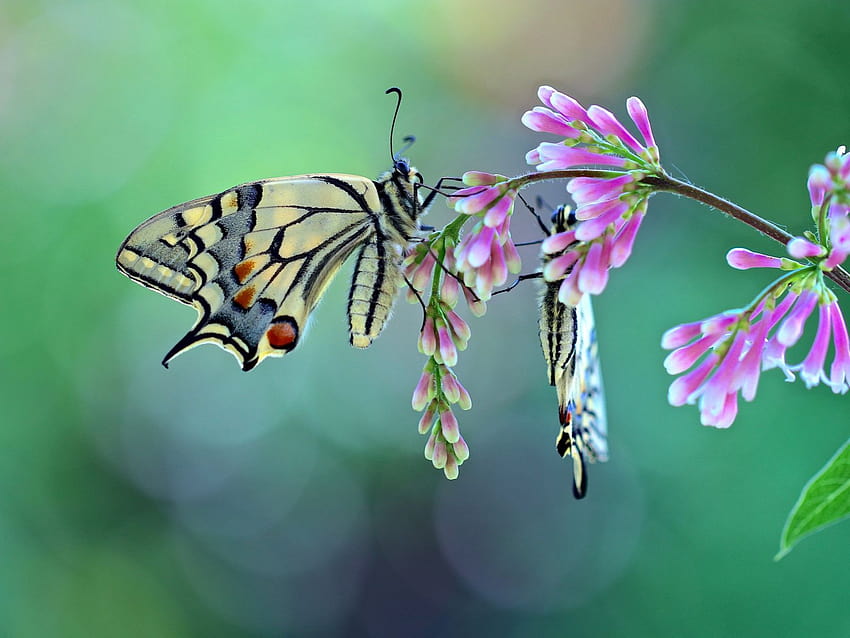 蛾、植物相、ボルボレータ、蛾と蝶、昆虫、蝶と蛾 高画質の壁紙