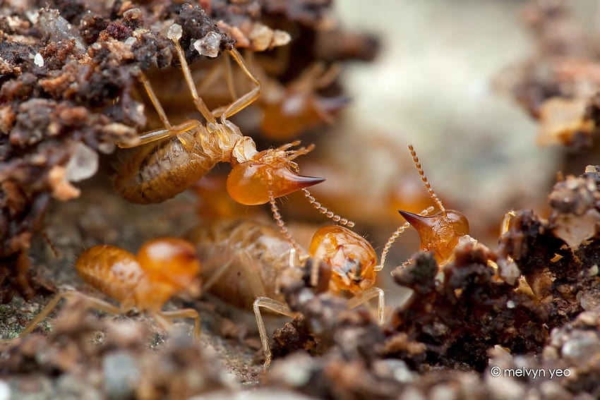 Termite Pictures: Photo Gallery with Images - Western Pest Services