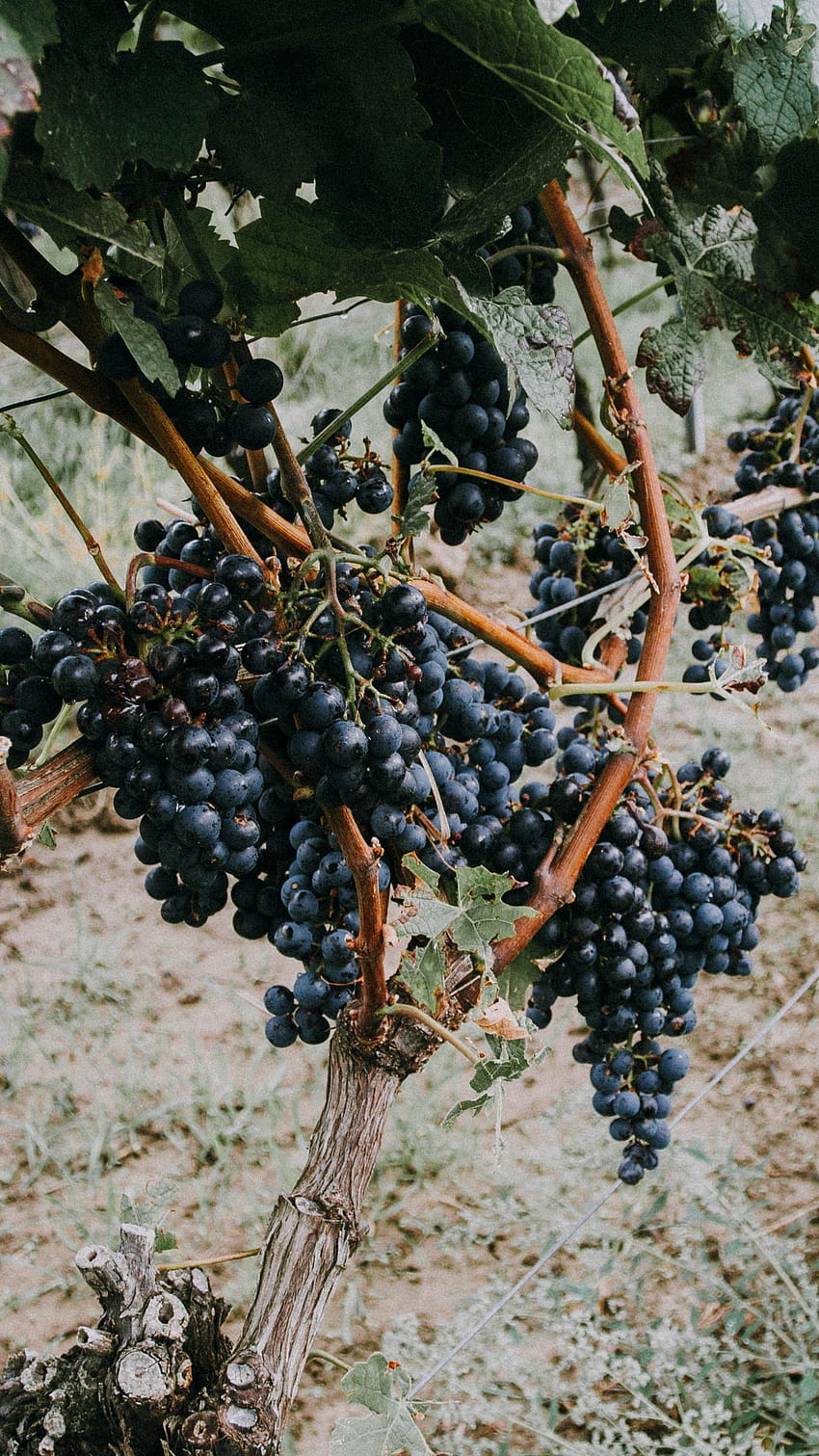 1350x2400 grapevine, grapes, berries iphone 8+/7+/6s+/ for parallax backgrounds HD phone wallpaper
