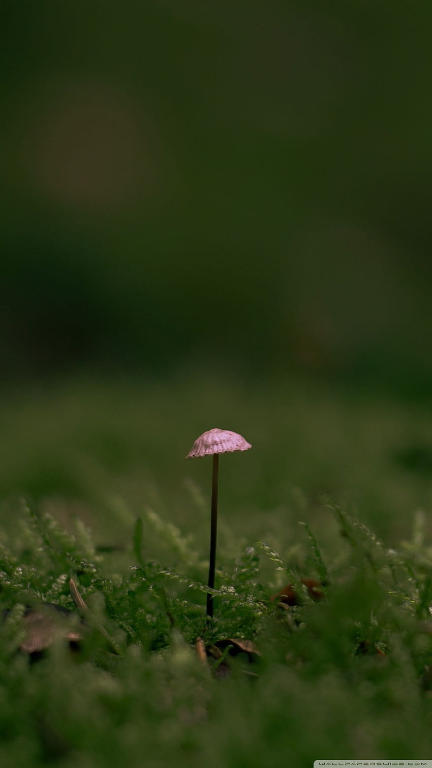 Tiny Mushroom, Green Moss Ultra Backgrounds, tiny mushroom moss macro HD phone wallpaper