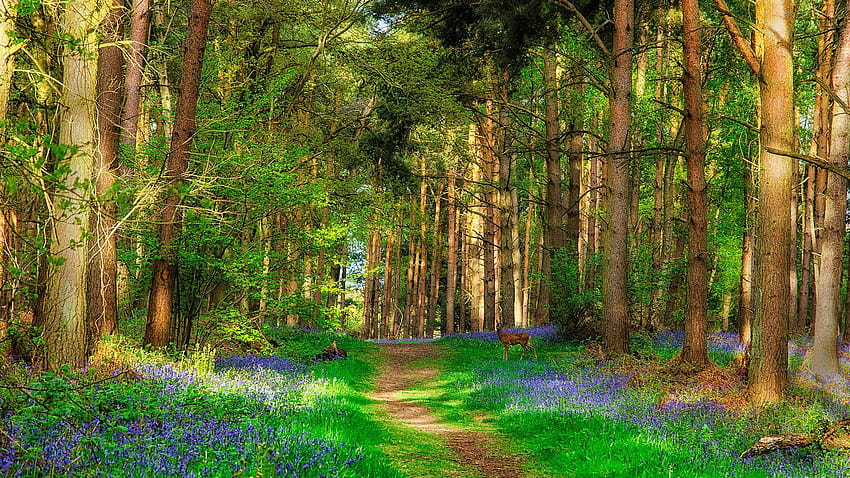 Deer and Forest Beautiful Spring Nature, spring trails HD wallpaper